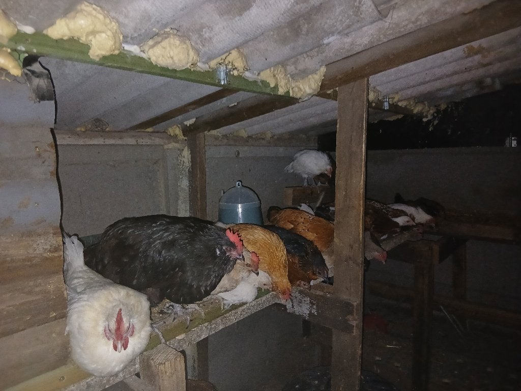 jonge kippen en hanen, Plusieurs animaux, Poule ou poulet