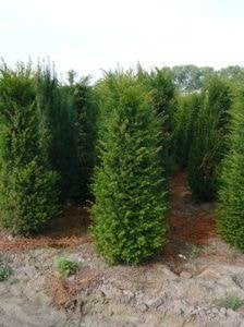 Taxus baccata 60/80, Ophalen, Taxus, Haag, Minder dan 100 cm