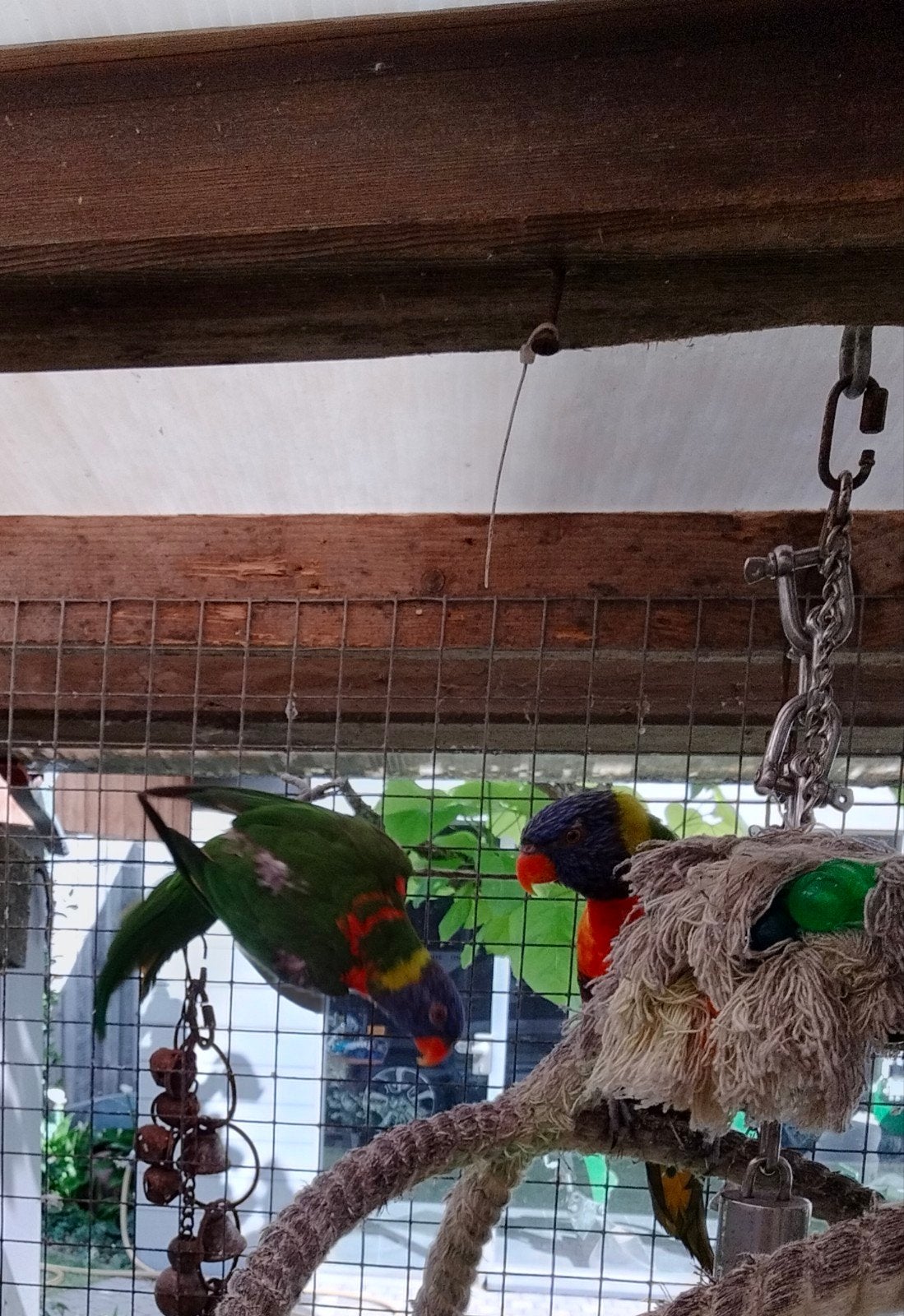 2 Lori's van de blauwe bergen, Dieren en Toebehoren, Vogels | Parkieten en Papegaaien, Geringd