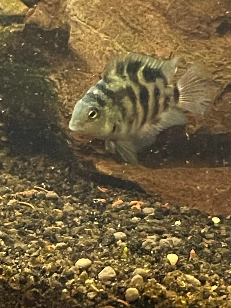 Polar  bleu te koop, Poisson, Poisson d'eau douce, Banc de poissons