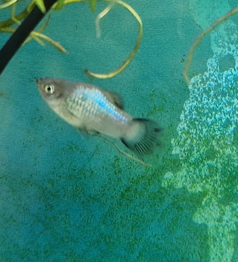 6 Platy, Dieren en Toebehoren, Vissen | Aquariumvissen, Vis, Zoetwatervis