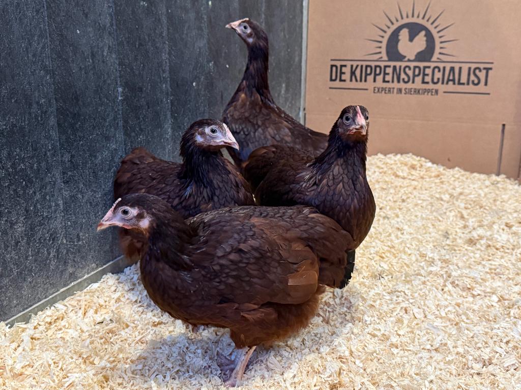 Jonge tamme Rhode Island Red kriel kippen gesekst & ingeënt, Femelle, Poule ou poulet