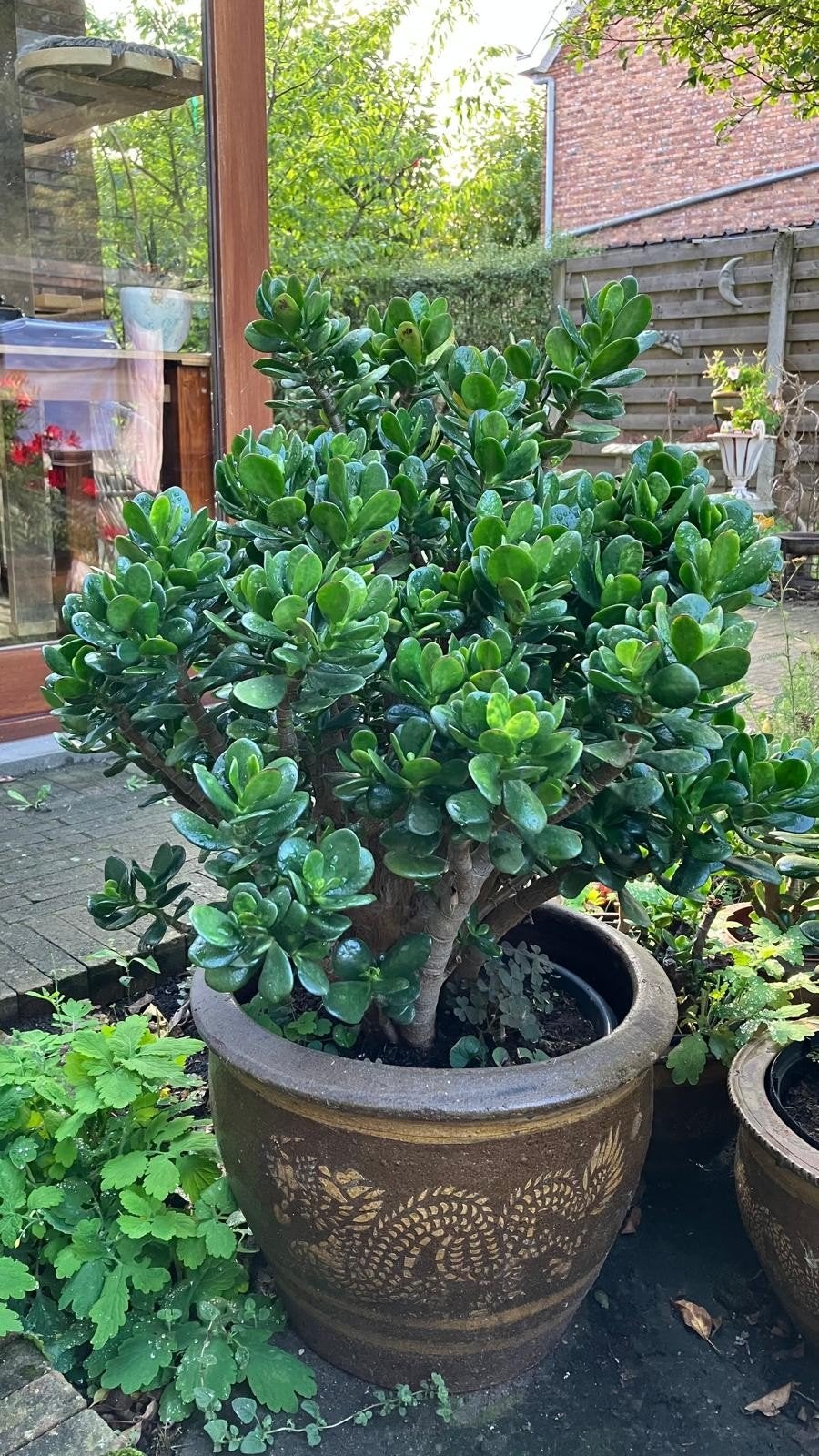 Plante succulente Lucky Tree Crassula ovata kingsize, Maison & Meubles, Plante succulente, Enlèvement, 100 à 150 cm, Plante verte