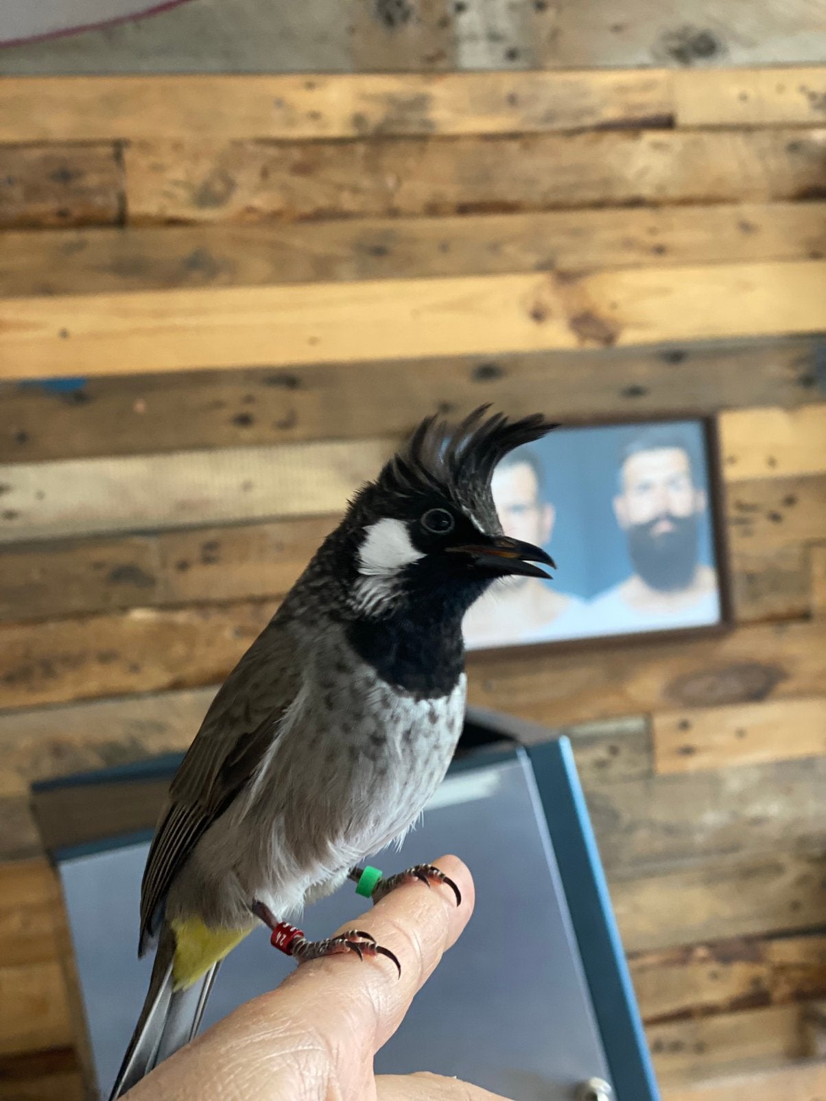 Hamalaya buulbuul, Dieren en Toebehoren, Vogels | Overige Vogels, Tam