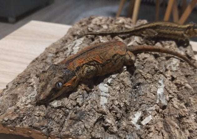 Gargoyle Gecko vrouwtje proven, Animaux & Accessoires, Reptiles & Amphibiens, Lézard, Domestique, 0 à 2 ans