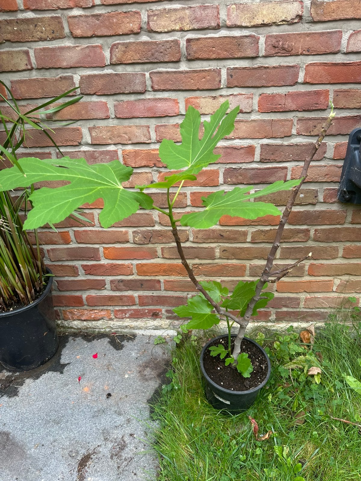 Figuier arbre ficus carica Longue d’Août, Figuier, En pot, Plein soleil, Enlèvement