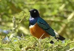 DRIEKLEUR GLANSSPREEUWEN 2026, Meerdere dieren, Tropenvogel, Geringd