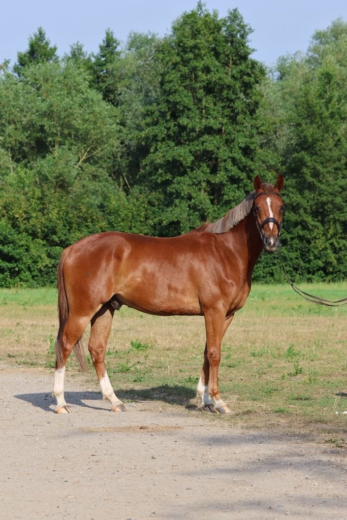 Super mooie 4 jarige ruin Uno, Animaux & Accessoires, Chevaux, Hongre, Débourré, 160 à 165 cm, 3 à 6 ans, Cheval de saut, Avec pedigree