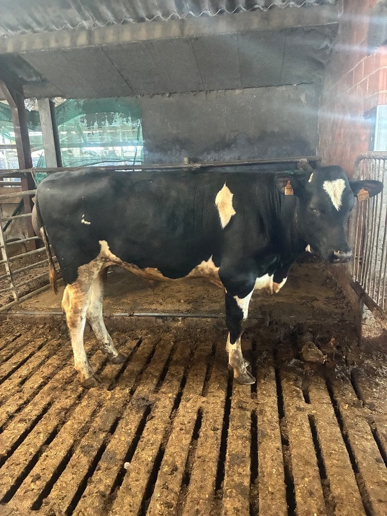 Dekstier, Dieren en Toebehoren, Mannelijk, 0 tot 2 jaar