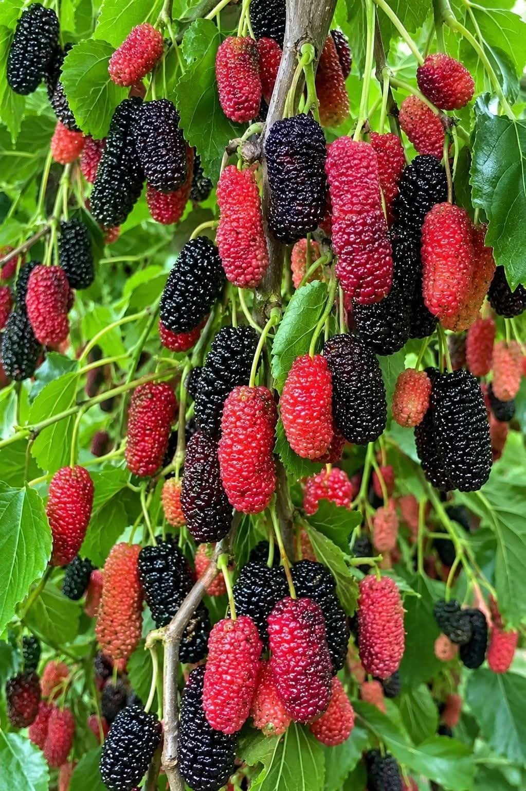Plante fruitière de mûrier, Jardin & Terrasse, Bulbes & Semences, Enlèvement