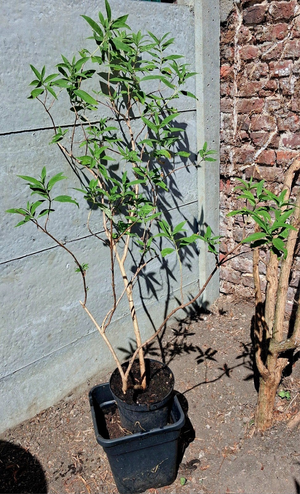 Bel arbre à papillons déjà bien grand🦋, Enlèvement