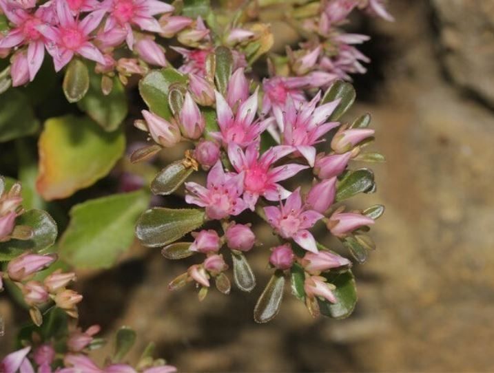 48 Sedum spurium, roze vetkruid P9, Tuin en Terras, Ophalen, Bodembedekkers, Volle zon, Vaste plant