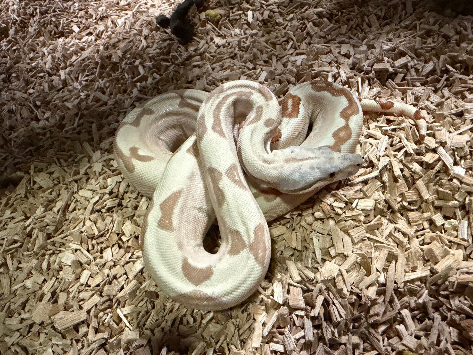 1.0 hypo labyrinth het vpi het snow, Dieren en Toebehoren, Slang, Met terrarium, 0 tot 2 jaar