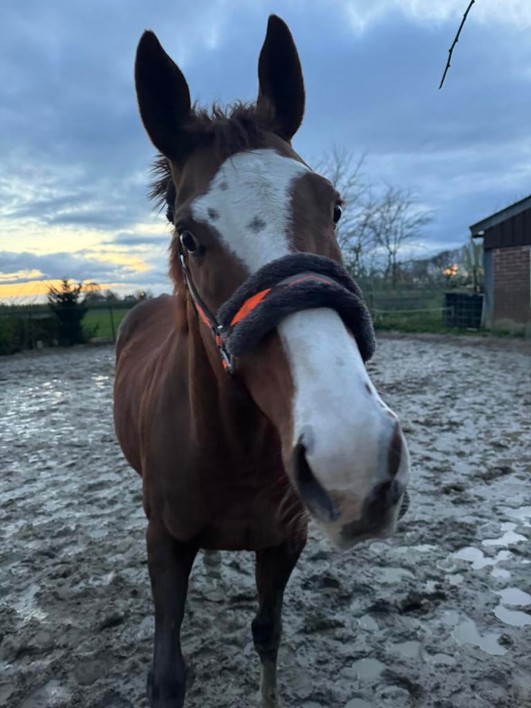 Lieve Volbloed, Met stamboom, Ruin, Zadelmak, 160 tot 165 cm