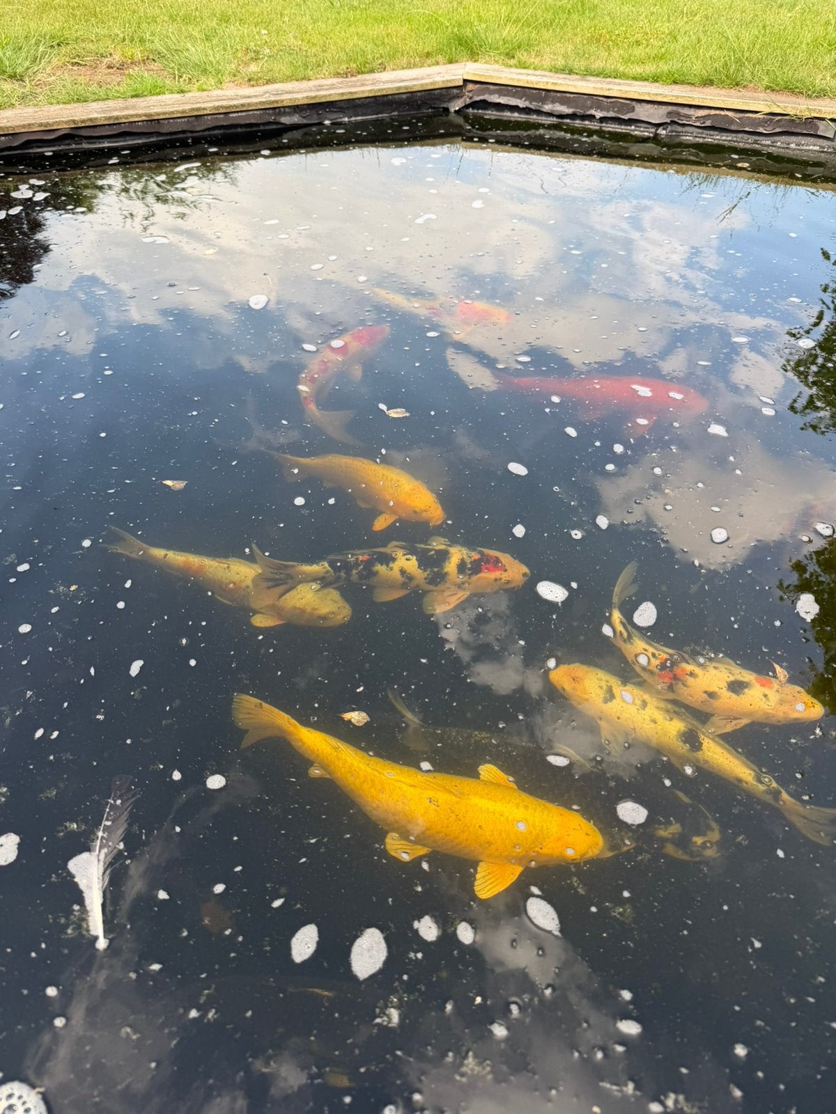 Koi’s vissen, Karper of Koi