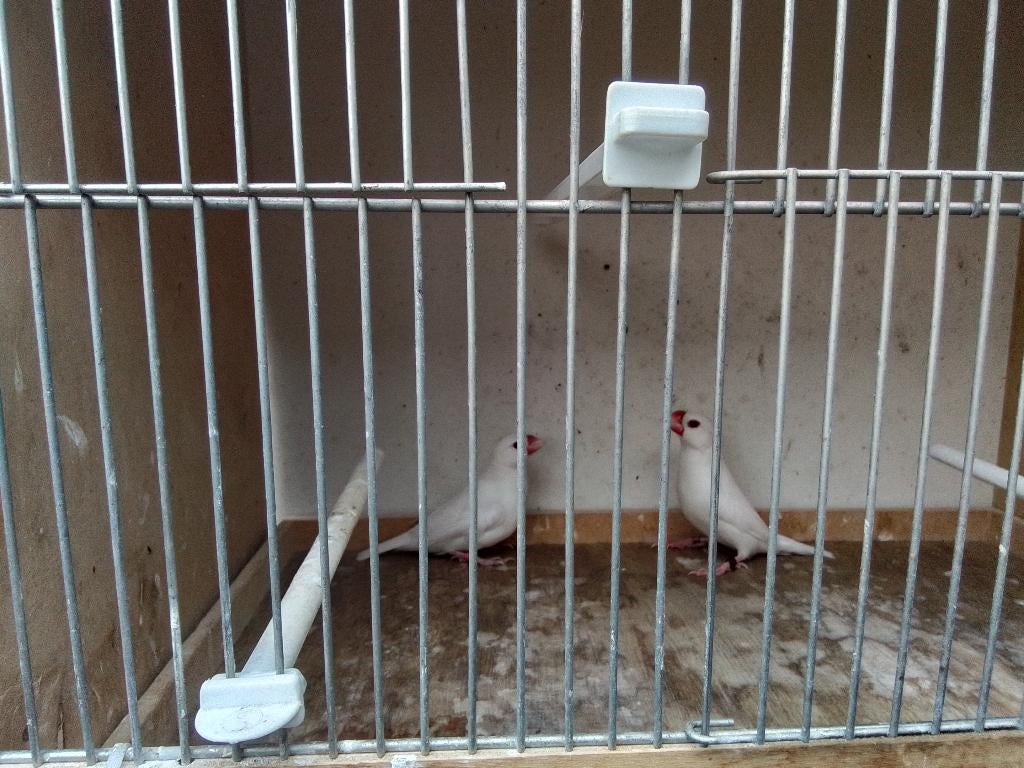 Koppel witte rijstvogels Gereserveerd, Dieren en Toebehoren, Meerdere dieren, Tropenvogel, Geringd