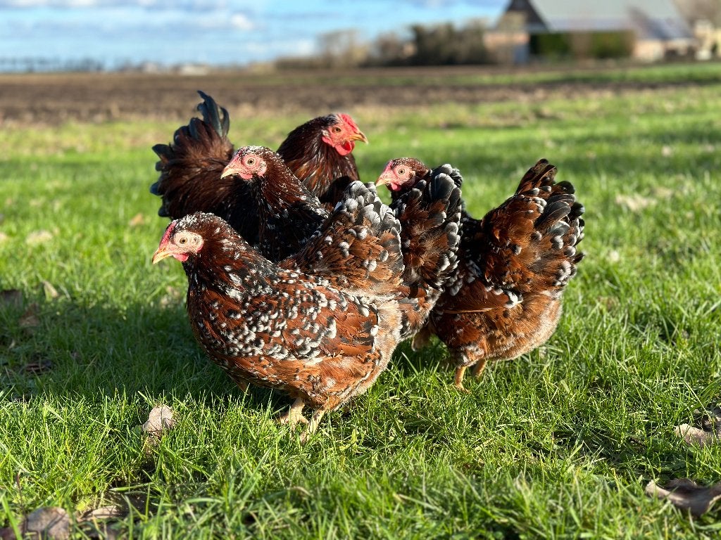 Jonge tamme Wyandotte kriel Rood porselein gesekst + ingeën, Dieren en Toebehoren, Pluimvee, Kip