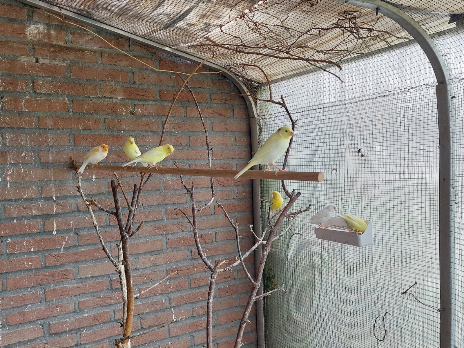 Kanaries, Dieren en Toebehoren