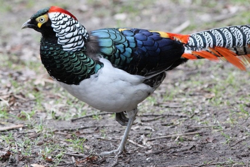 fazanten   Lady Amherst, Plusieurs animaux