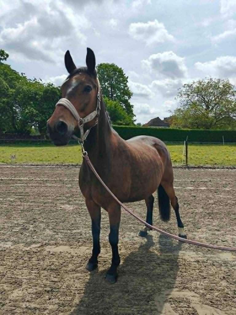 Paard, B, 11 ans ou plus, 165 à 170 cm, Cheval de récréation