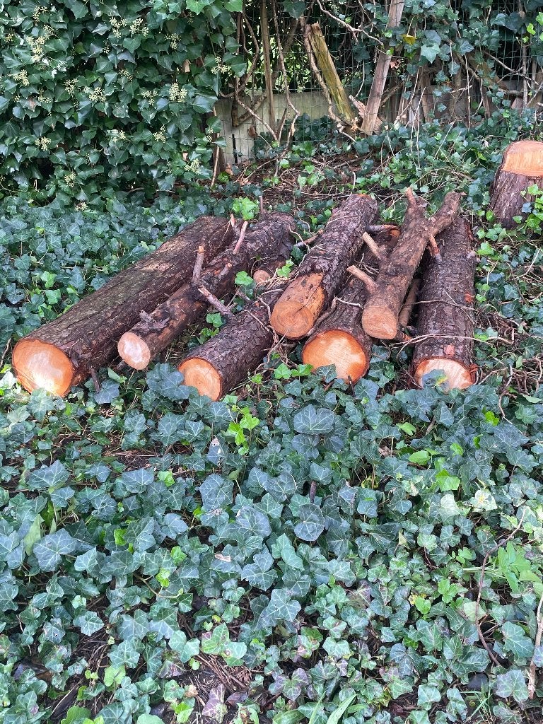 brandhout, Tuin en Terras, Minder dan 3 m³, Ophalen, Overige houtsoorten, Stammen