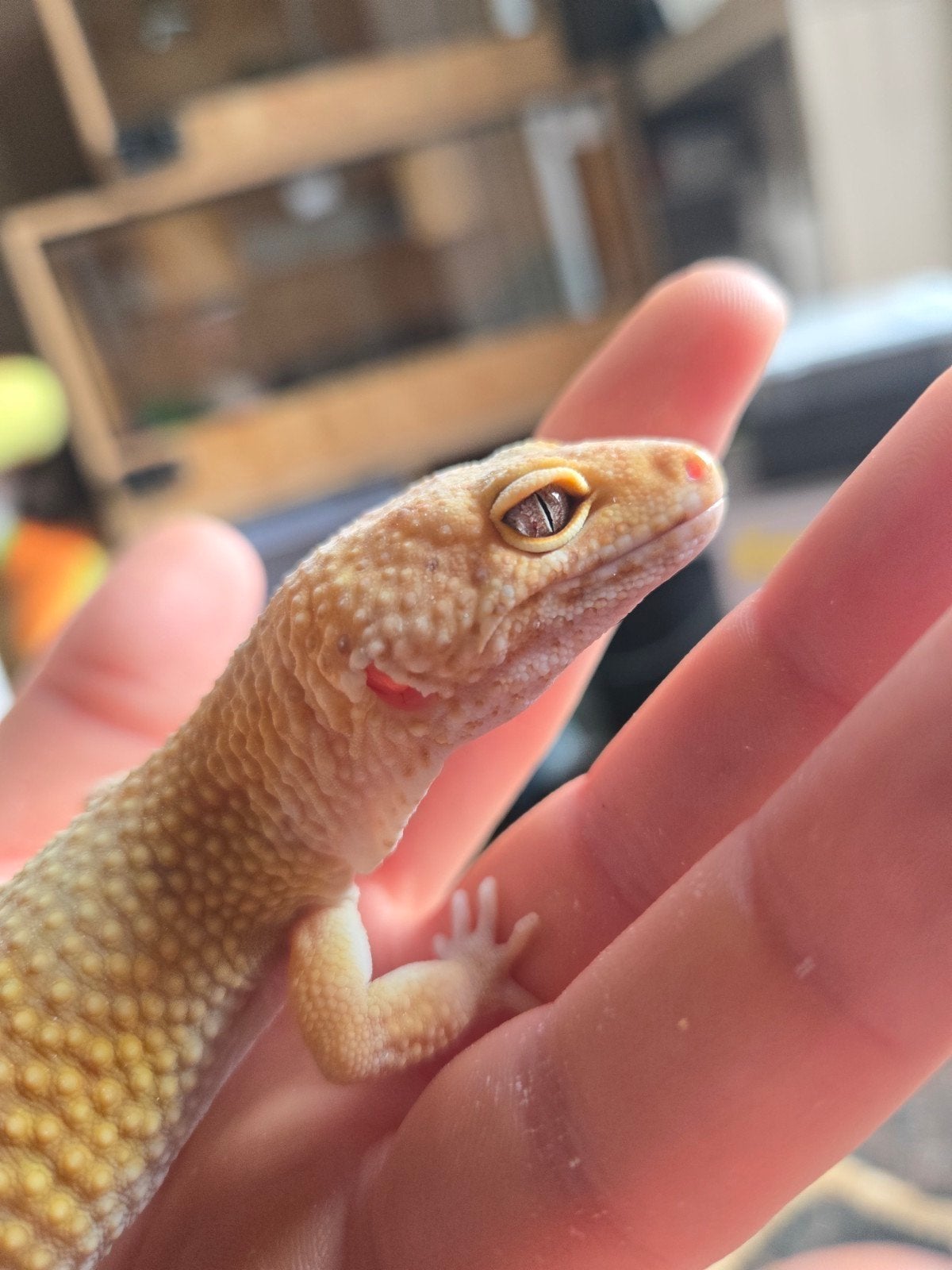 Vrouwelijke volwassen luipaardgekko, Dieren en Toebehoren, Reptielen en Amfibieën