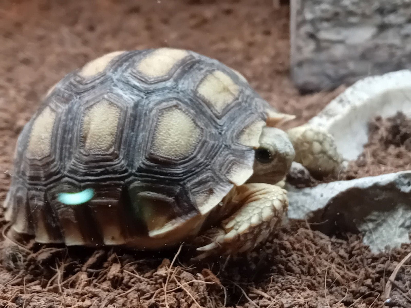 reprend vos tortue hermann, Ophalen