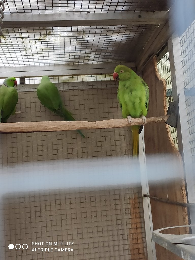 jonge halsband parkiet, Dieren en Toebehoren, Vogels | Parkieten en Papegaaien, Parkiet