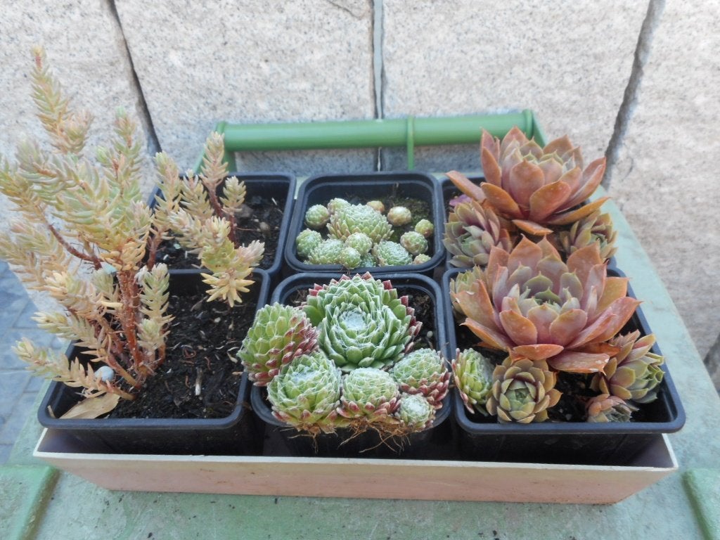 Planten, Tuin en Terras, Planten | Tuinplanten, Overige soorten, Volle zon, Vaste plant, Ophalen of Verzenden