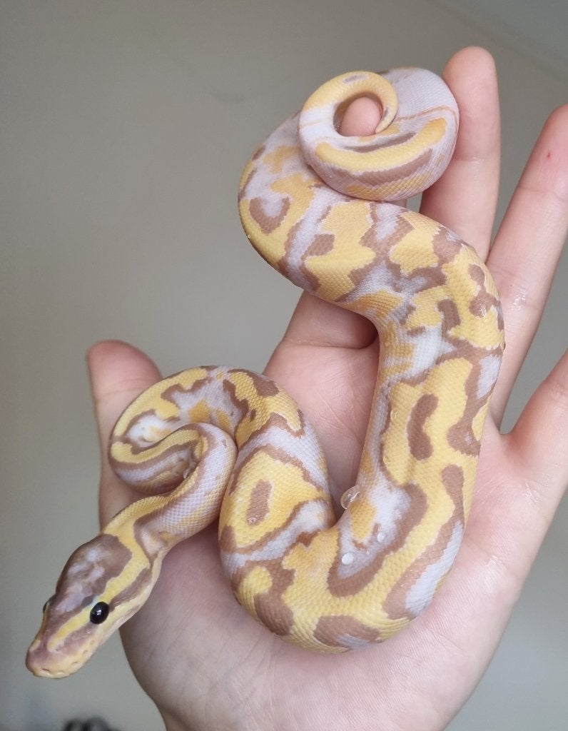 1.0 banana enchi pastel piebald koningspython Ball Python - male for sale from Mex