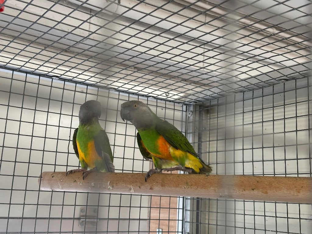 Koppel bonte boeren, Meerdere dieren, Papegaai