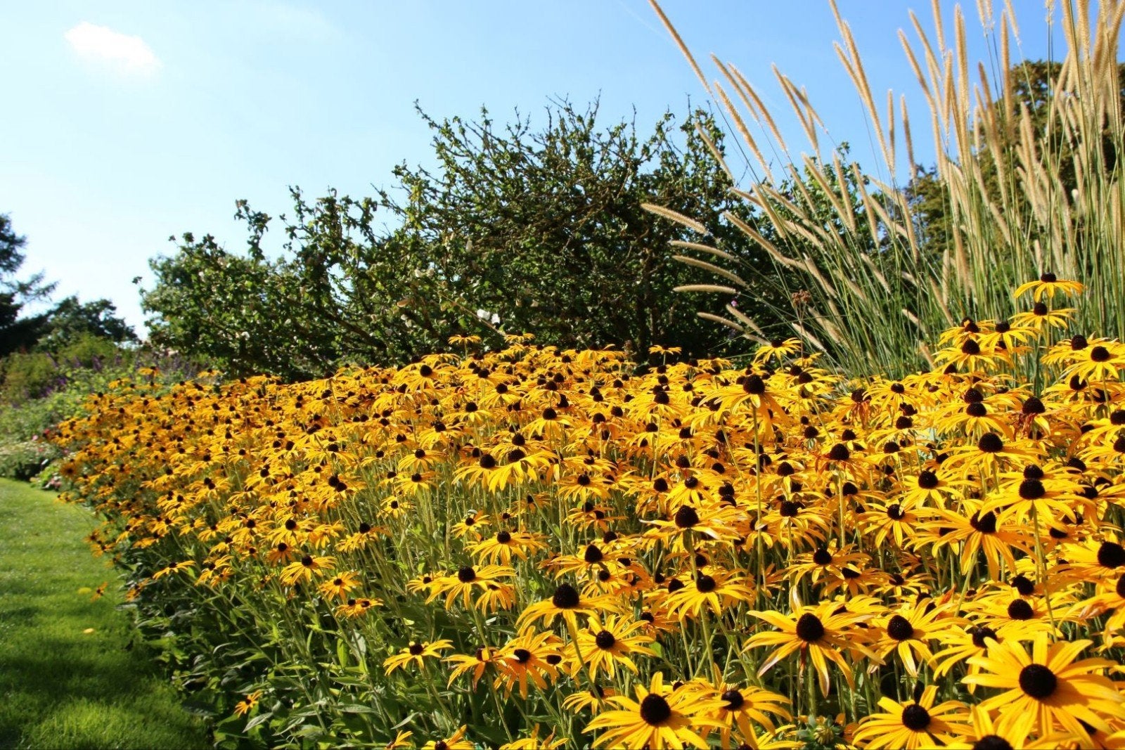Rudbeckia goldsturm, Tuin en Terras, Planten | Tuinplanten, Ophalen, Vaste plant, Halfschaduw