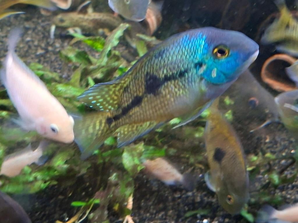 Bewezen Koppel Hypsophrys (Cichlasoma) nicaraguensis, Poisson, Poisson d'eau douce