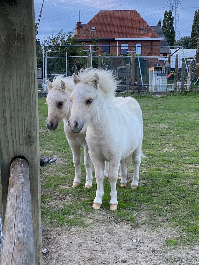 2 palominobont veulens, Poney de récréation, Plusieurs animaux, Poney A (jusqu'à 1.17 m), Ne s'applique pas