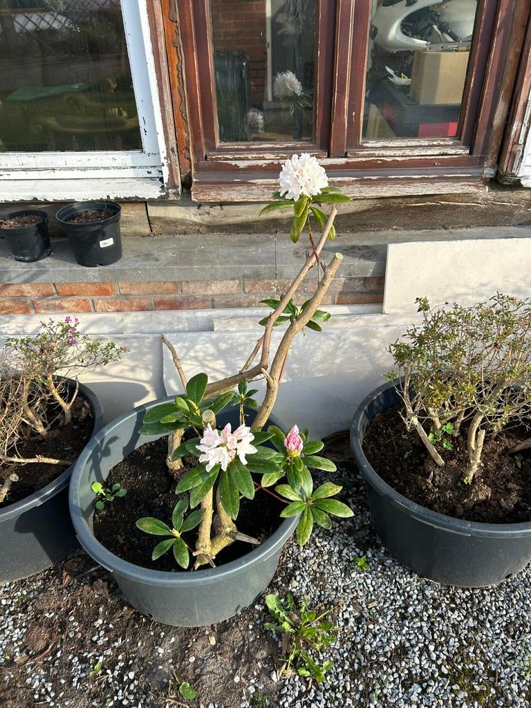 Rhododendron in kuip. Oudere plant., Tuin en Terras, Ophalen, Winter