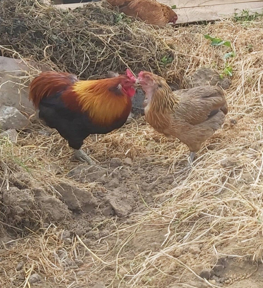 araucana