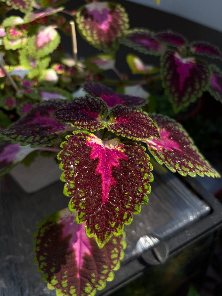 Siernetel (Coleus) – kamerplant (stekken), Huis en Inrichting, Kamerplanten, Groene kamerplant, Ophalen, Overige soorten, Minder dan 100 cm