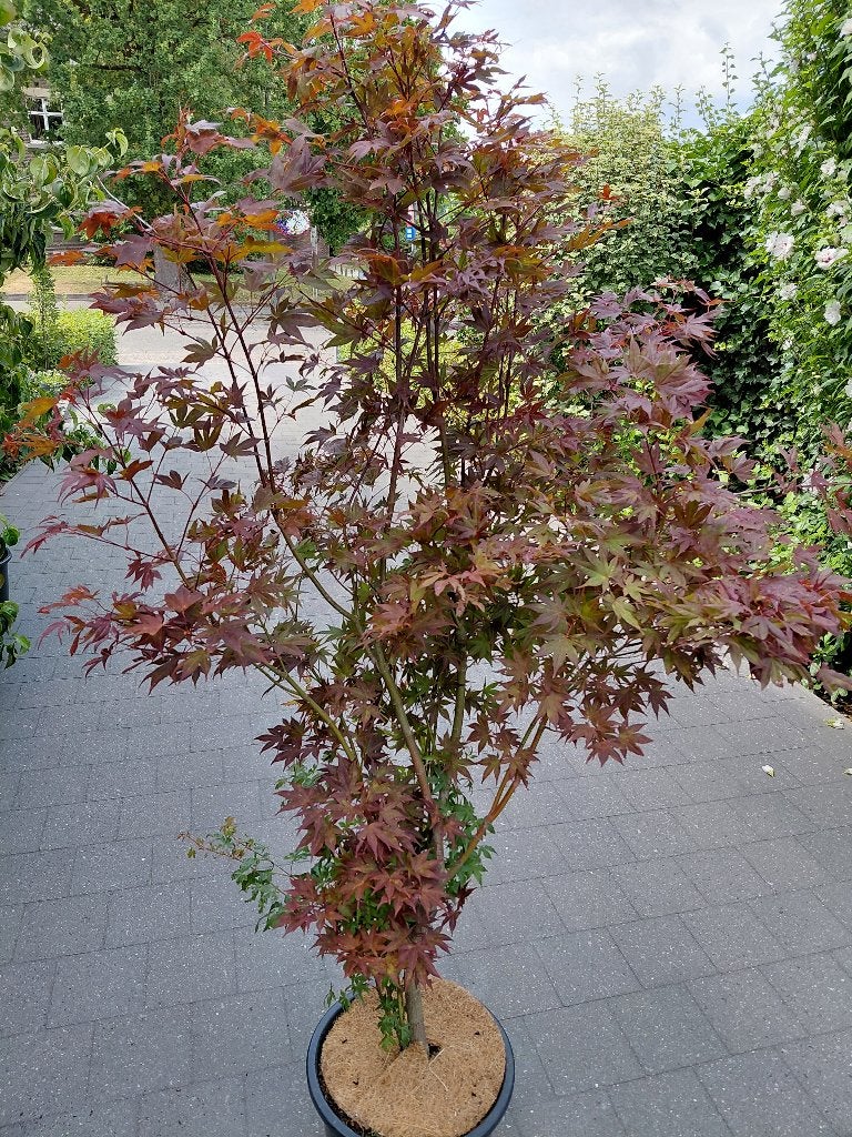 Acer Atropurpureum, Tuin en Terras, Ophalen, Halfschaduw