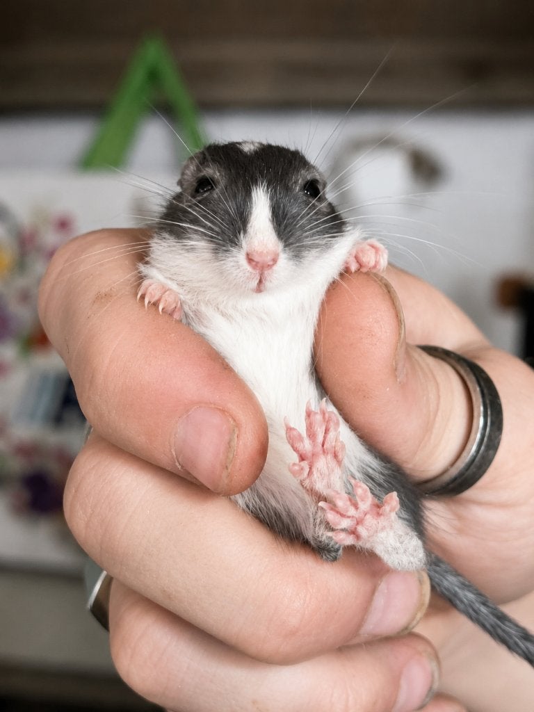 15 Gerbils te koop – Diverse kleuren – €100 voor alles samen, Dieren en Toebehoren, Maart, Meerdere dieren, Overige typen, Tam