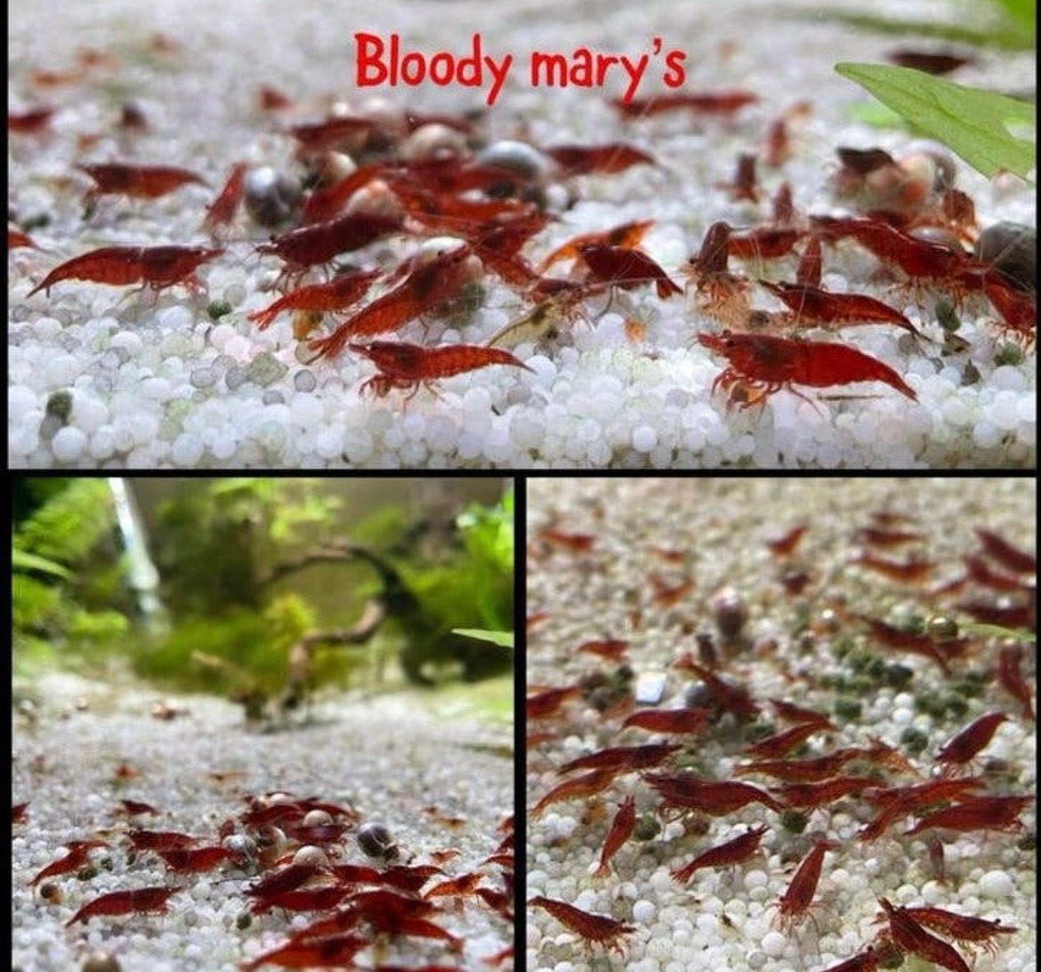 Neo caridina garnalen (bloody mary + fire red), Dieren en Toebehoren, Kreeft, Krab of Garnaal, Zoetwatervis, Schoolvis