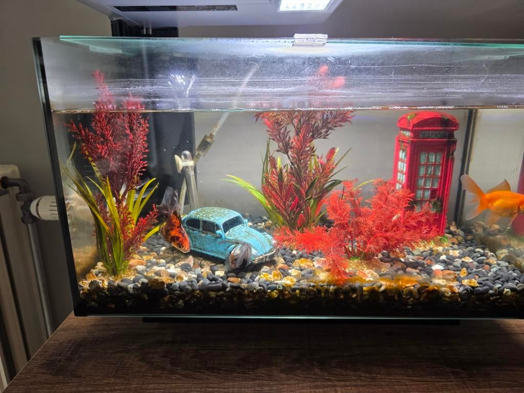 Vissen, Dieren en Toebehoren, Vissen | Aquaria en Toebehoren, Ophalen, Inclusief vissen, Zo goed als nieuw