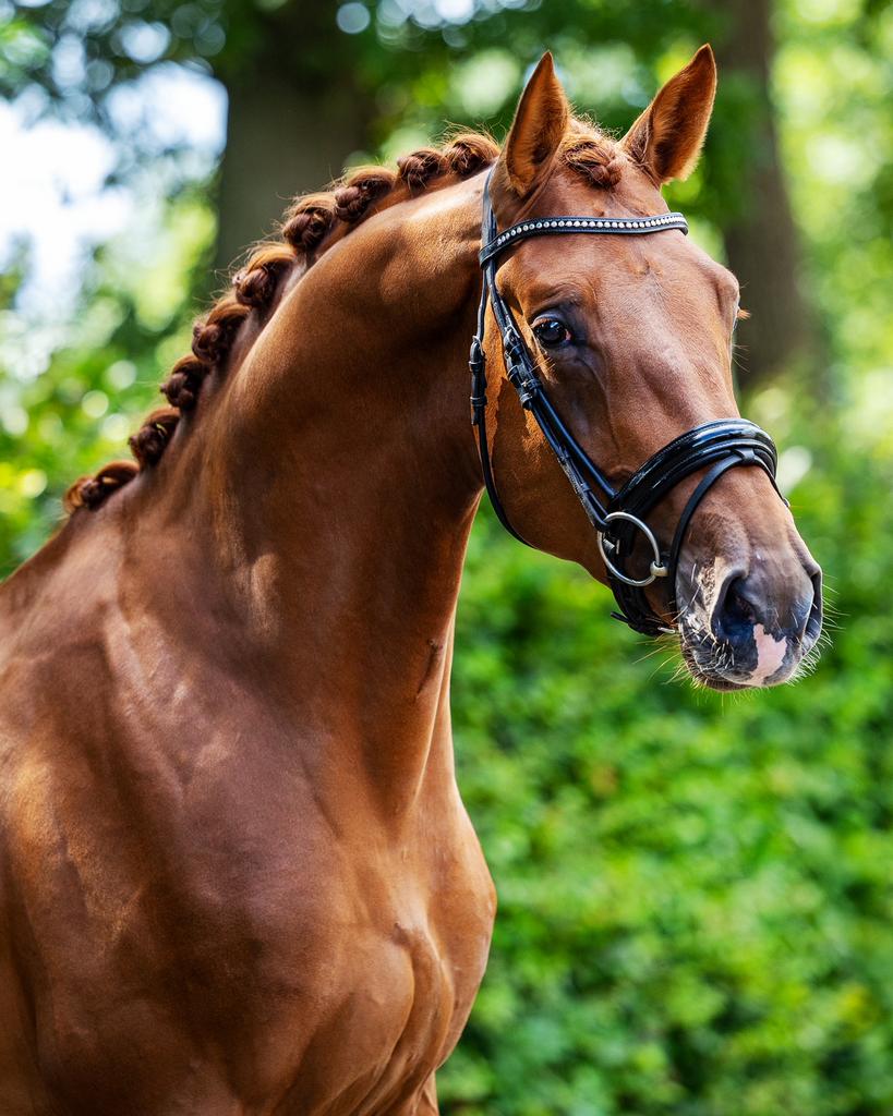 Gave aansprekende 4 jarige Desperado x Gribaldi, Dieren en Toebehoren, Paarden, Ruin, Met stamboom, B, 170 tot 175 cm
