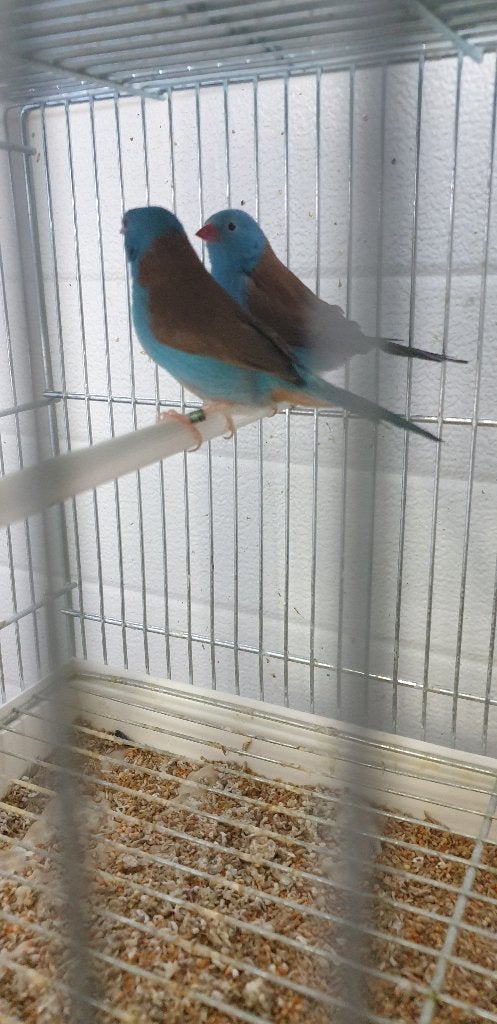 Astrild bleu, Animaux & Accessoires, Oiseaux | Oiseaux Autre, Plusieurs animaux, Oiseau tropical, Bagué