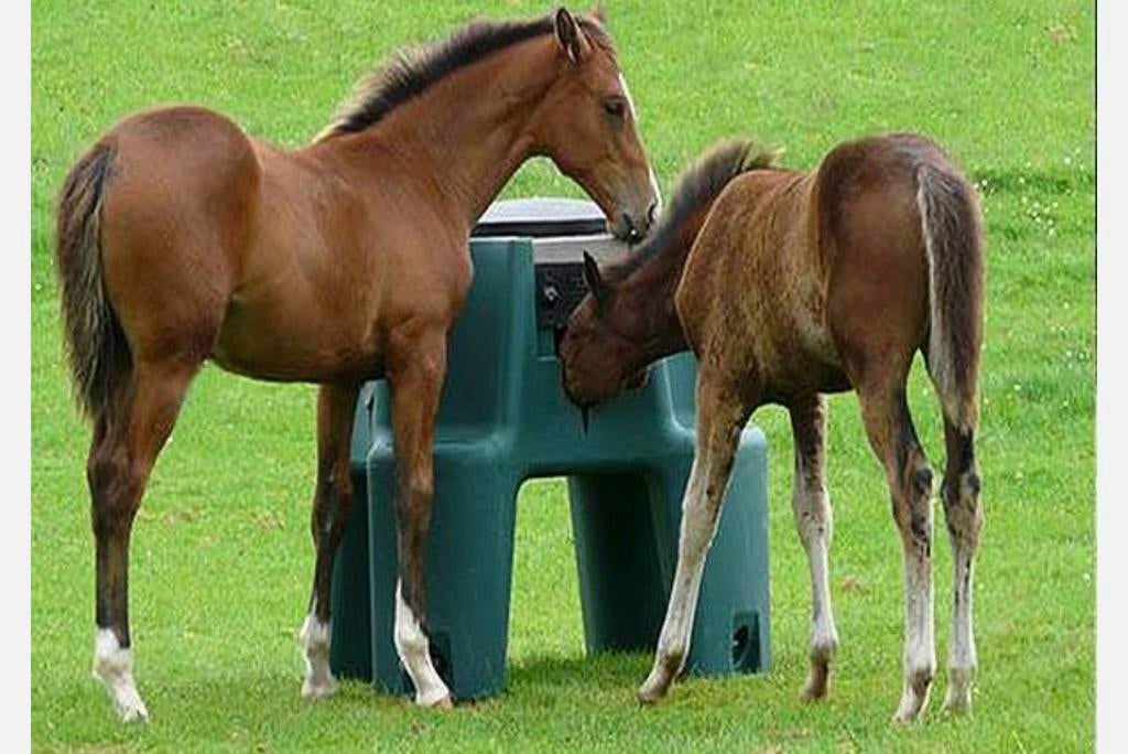 Krachtvoer voerbak voor veulens, Dieren en Toebehoren, Paarden