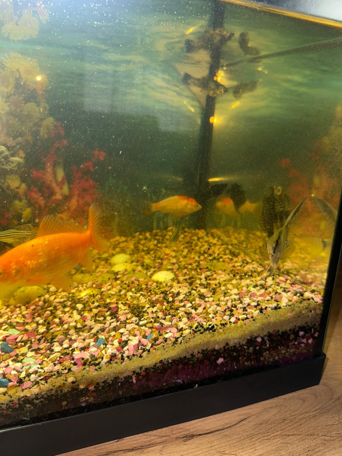 Compleet Aquarium (60 cm) inclusief 11 Vissen & Filter, Dieren en Toebehoren, Vissen | Aquariumvissen