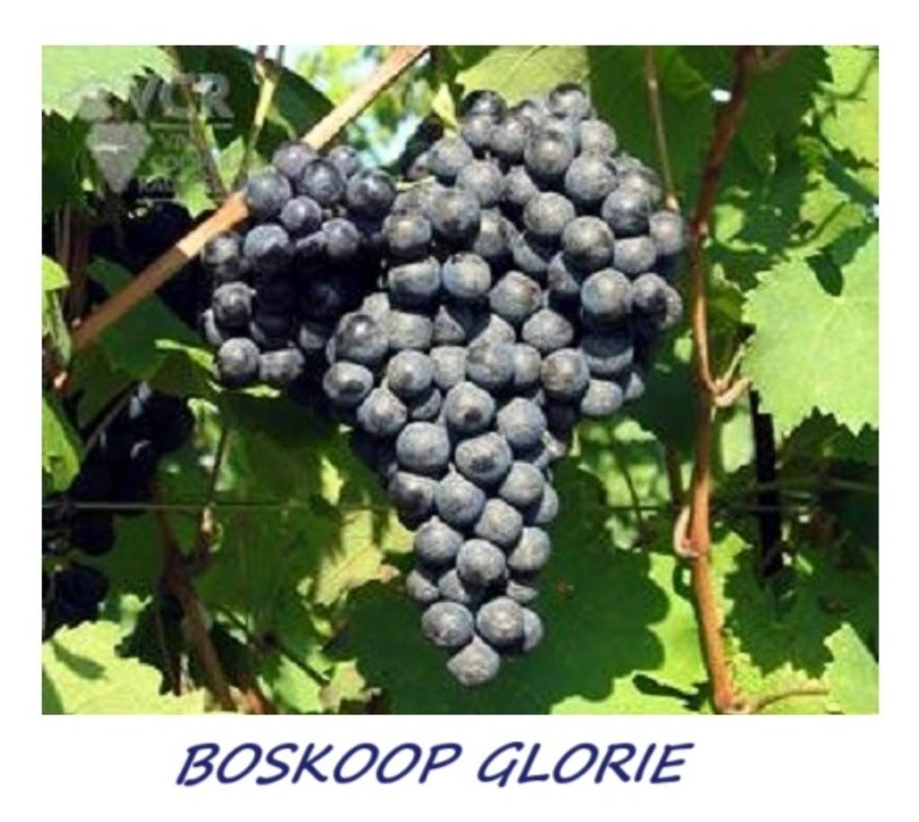 VIGNES e.a. « BOSKOOP GLORIE »  1 mètre, en pot, 12€/pièce, Enlèvement ou Envoi, Printemps, Plein soleil, Plantes fruitières