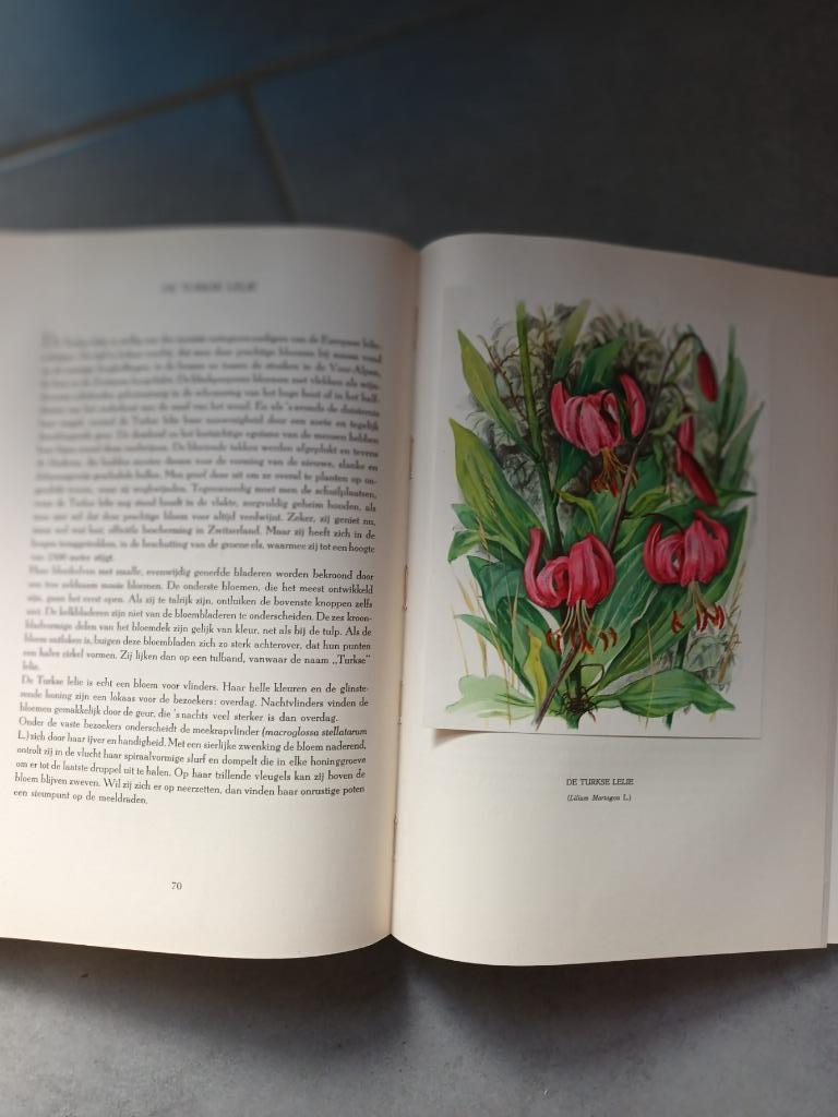 Artis Bloemen uit de bergen, Boeken, Prentenboeken en Plaatjesalbums, Ophalen of Verzenden, Gelezen, Artis Historia, Plaatjesalbum