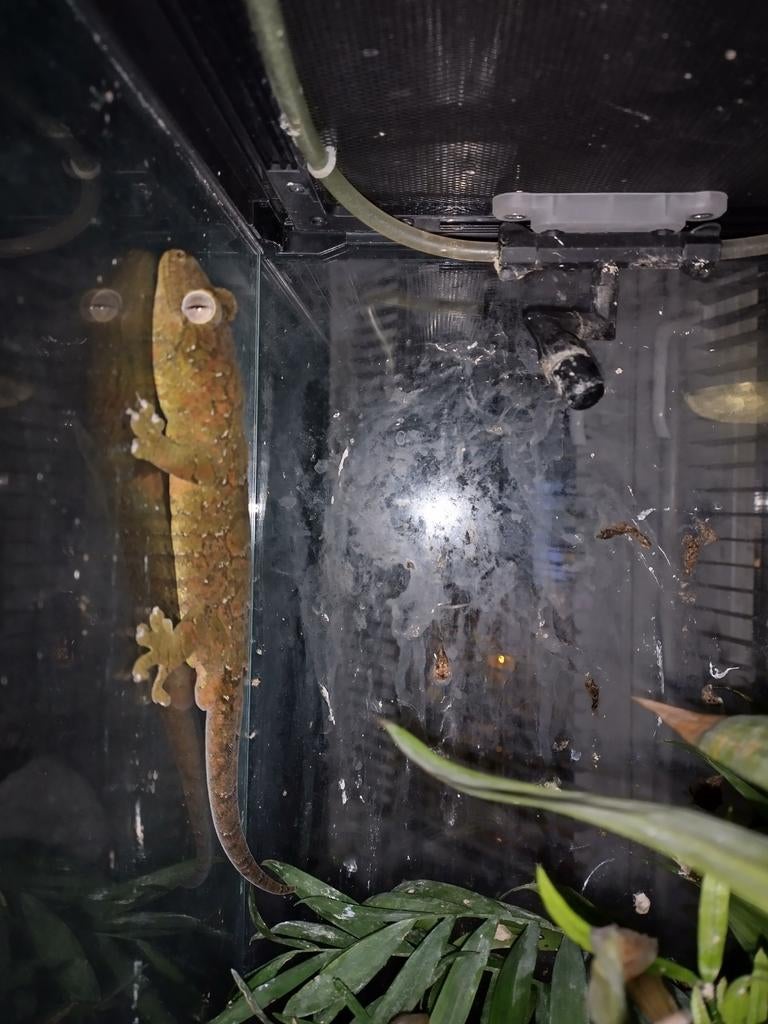 Chahoua Red and green male 3ans, Lézard, 3 à 6 ans