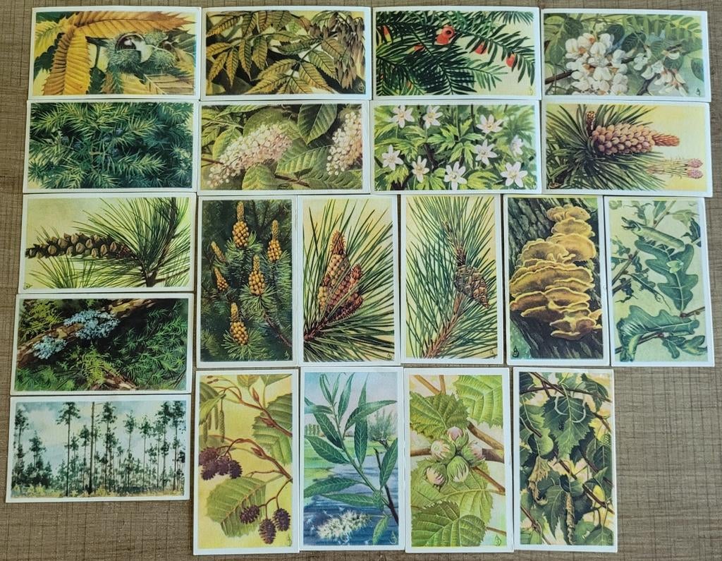 20 oude prentjes: bomen (Veen), Collections, Enlèvement ou Envoi, Utilisé, Nature, Gravure