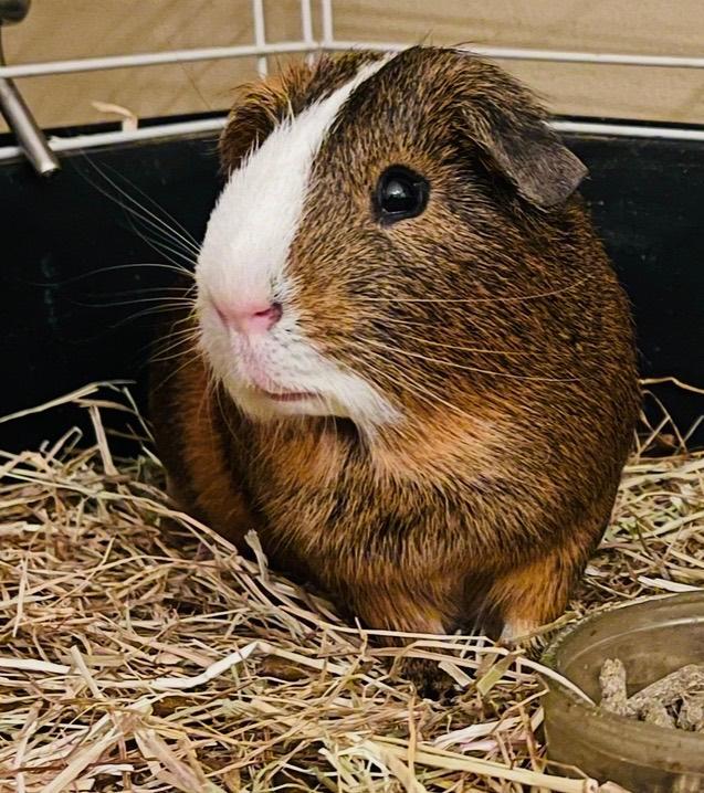 Cavia, Mâle, Domestique, Janvier, Cobaye